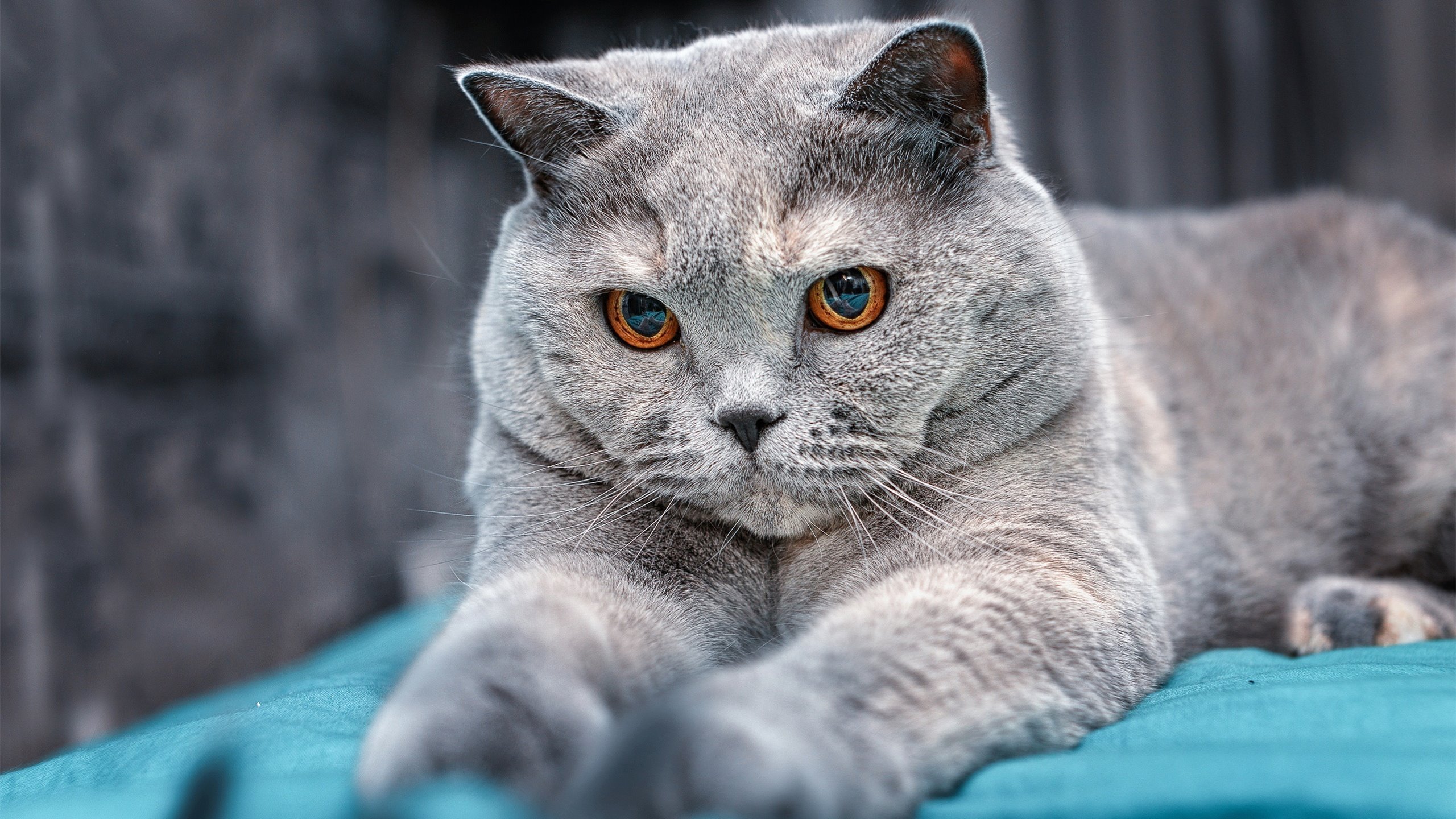 _尼克斯主场爆冷，逆转击败强敌_，尼克斯主场球迷