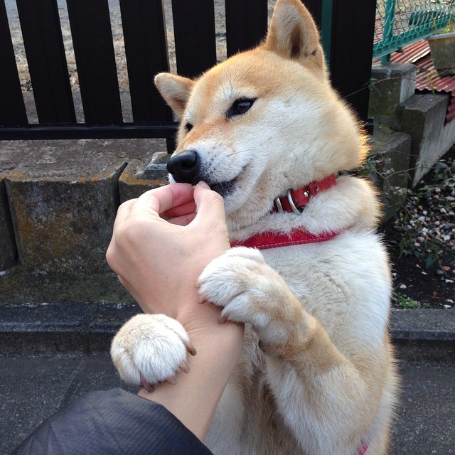 _尼克斯新星爆发，平地一声雷_，尼克斯有意