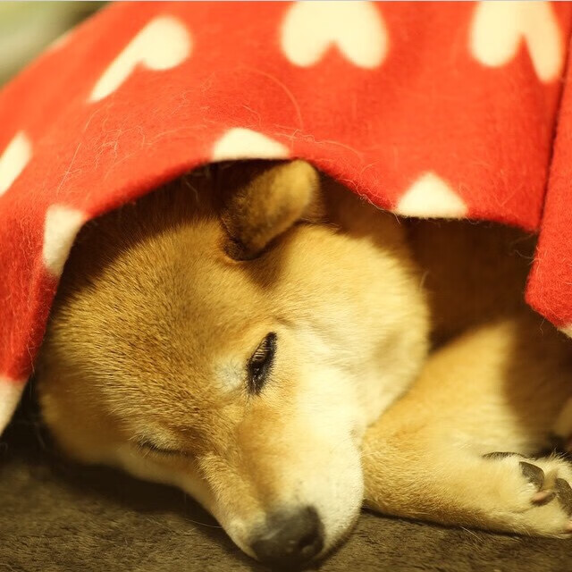 _魔术队追逐梦想，不断迈向高峰_，魔术队魔术师