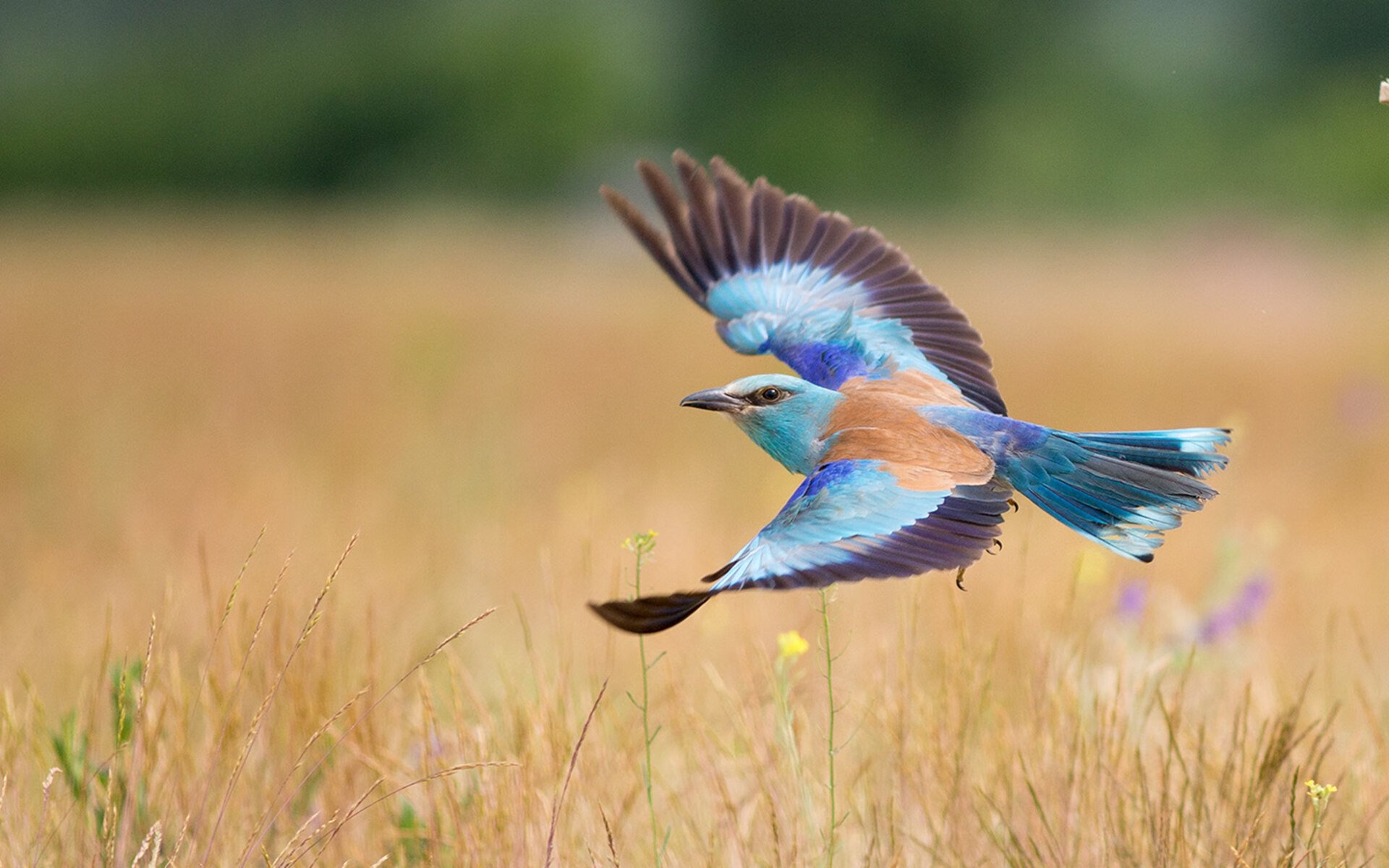 【震撼】伊朗雪地“吊射”惊呆裁判，全场沸腾，伊朗下雪