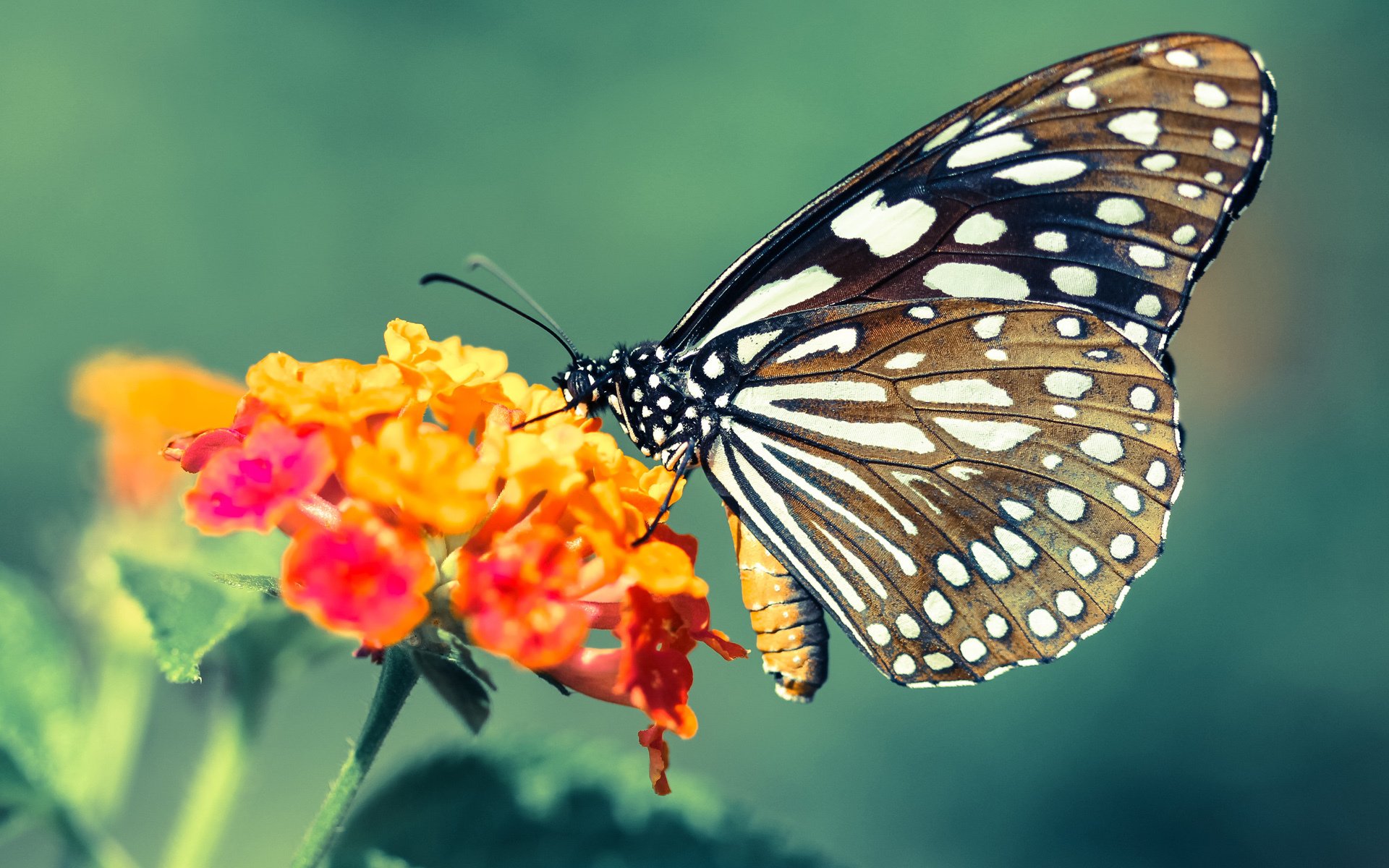 勇士数据师参与ChatGPT训练，推动球场策略辅助智能化，勇士训练赛